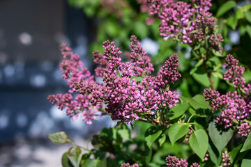 Close up of a magenta flowered shrub with green leaves