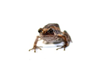 Small frog on white background with isolated concept.
