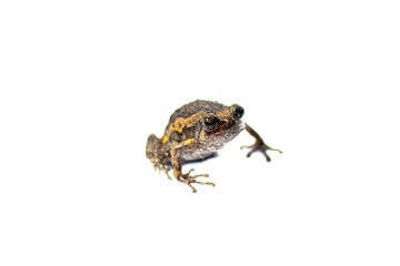 Small frog on white background with isolated photo style.