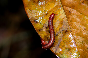 The small millipede on the dry left with concept life animals.