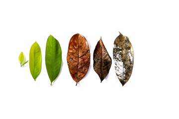 Leaf dried and green on white background. Isolation picture.