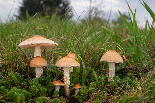 A group of dapperling mushrooms (Lepiota oreadiformis) in the grass on a meadow. Fungi in a landscape. 