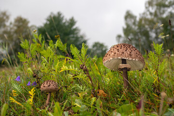 Two edible parasol mushrooms (Macrolepiota procera) on a beautiful meadow © Zdenka Kryspínová