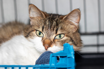 A cat is lying down in a blue crate and gazing at the camera