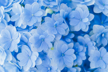 Background of soft blue petals of Hydrangea macrophylla or Hydrangea close-up. Shallow depth of field for soft dreamy feel.