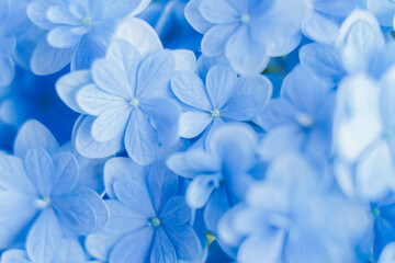 Background of soft blue petals of Hydrangea macrophylla or Hydrangea close-up. Shallow depth of...