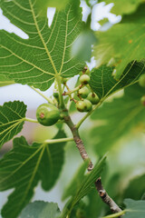 Bunches of green figs hang on the tree.  Immature organic fig on branch on tree. Selective focus.