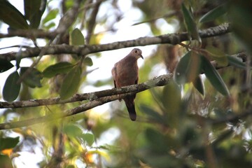 ave - rolinha roxa - Columbina talpacoti