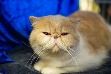 Porträt einer Exotic Shorthair Katze