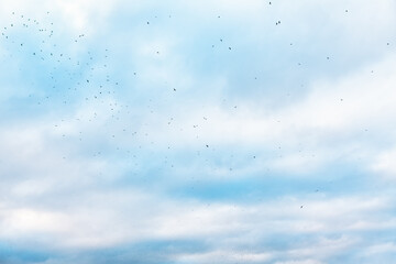 View of tiny birds soar across the sky amidst fluffy clouds