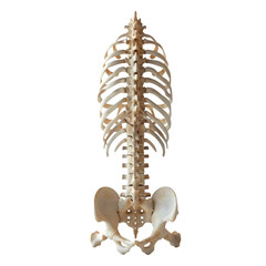 Simulated Spine isolated on transparent background