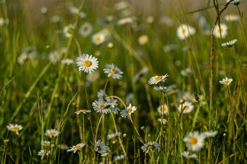 Kwiaty polne w maju rosnące dziko na łąkach © KoLesfot
