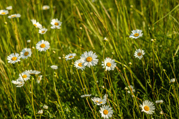 Kwiaty polne w maju rosnące dziko na łąkach © KoLesfot