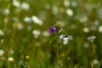 Kwiaty polne w maju rosnące dziko na łąkach © KoLesfot