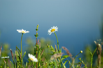 Kwiaty polne w maju rosnące dziko na łąkach © KoLesfot