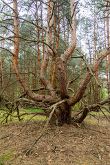 Sosna nienaturalna dziwnie rosnąca  krzywe konary wybryk natury © KoLesfot