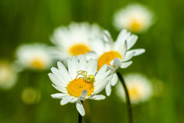 Pająk kwietnik polujący na owady na polnych kwiatach