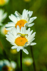 Pająk kwietnik polujący na owady na polnych kwiatach © KoLesfot