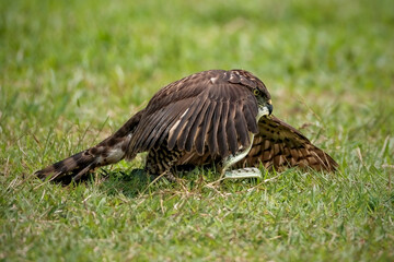 Crested Goshawk bird in the grass