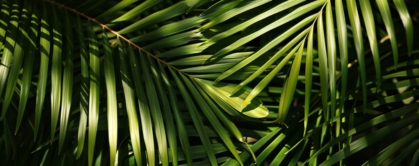 Close-up view of sunlit palm leaves creating vivid patterns.