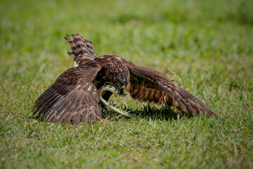 Crested Goshawk bird in the grass