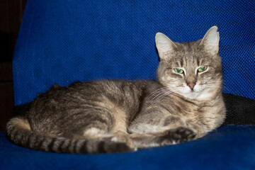 Felidae with green eyes rests on blue chair, displaying whiskers and fur