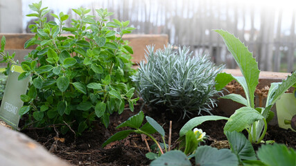 Spices and herbs Garden and vegetables in raised beds - vegetable garden - herb garden - marjoram,...