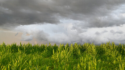 Corn field about harvest by cloudy stormy dark weather and sunset. Climate change farming. 