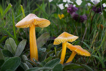 Persistent Waxcap mushrooms (Hygrocybe acutoconica)