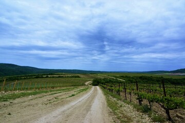 Fototapeta premium vineyard in the summer