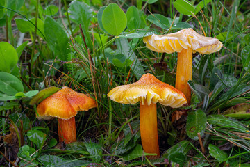 Three Fibrous Waxcap mushrooms (Hygrocybe intermedia)  in the grass