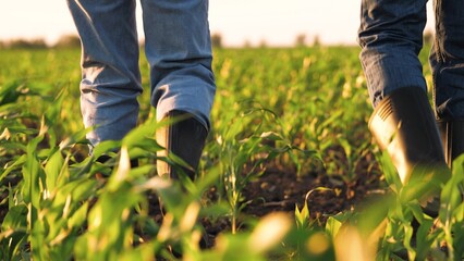 Two farmer in rubber shoes going on earth seeding rows at sunset corn field back view closeup....
