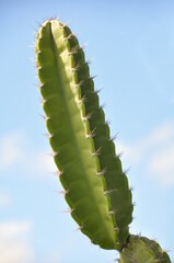 Detail of the thorn of the mandacaru, a plant native to the Brazilian caatinga. Scientific name Cereus jamacaru, from the botanical family of Cactaceae