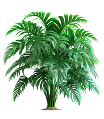 A healthy Monstera plant showcasing its large, vibrant green leaves. It is surrounded by smaller fern plants, set against a white background