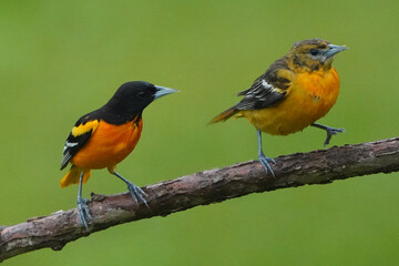 Baltimore Orioles in the rain