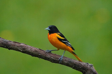 Baltimore Orioles in the rain