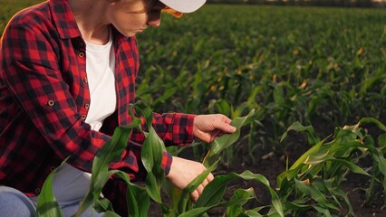 Woman professional agricultural worker scientist examining corn seedling leaves at field closeup....