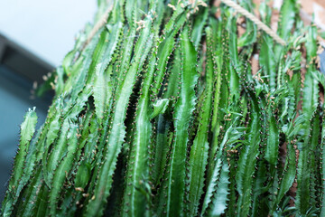 Closeup of a terrestrial plant with vibrant green leaves and thorns