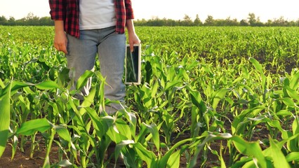 Woman agronomist with tablet going between seedling row at corn field closeup slowmo. Female farmer...