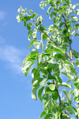 Young pear branches against the blue sky. Gardening concept
