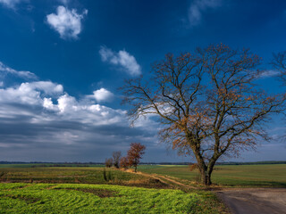 Obraz premium Drzewo