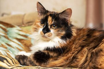 Calico cat lounging on a couch and staring at the camera