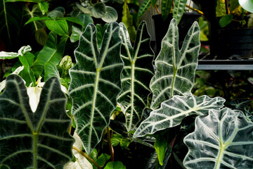close up of Alocasia plants, tropical background, indoor plants