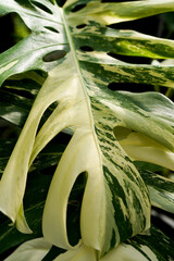 close up of Mosntera borsigiana variegated leaves, swiss cheese plants, indoor plants, tropical garden, variegated leaves white and yellow