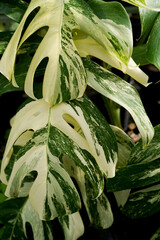 close up of Mosntera borsigiana variegated leaves, swiss cheese plants, indoor plants, tropical garden, variegated leaves white and yellow