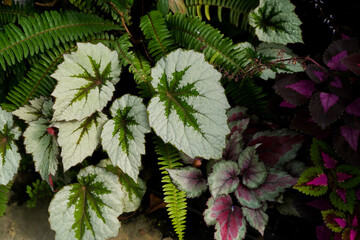 close up of colorful Begonia leaves background, tropical corner