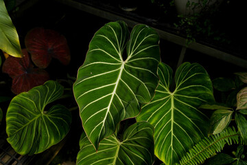close up of Philodendron gloriosum leaves, dark leaves indoor plants, tropical garden, hear leave...