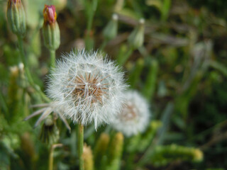 Fiore selvatico