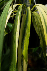 Anthurium vitariifolium variegated, indoor plants, variegated plants, green and yellow foliage, rare plants