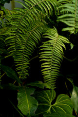 close up fern leaves, tropical background, dark foliage 